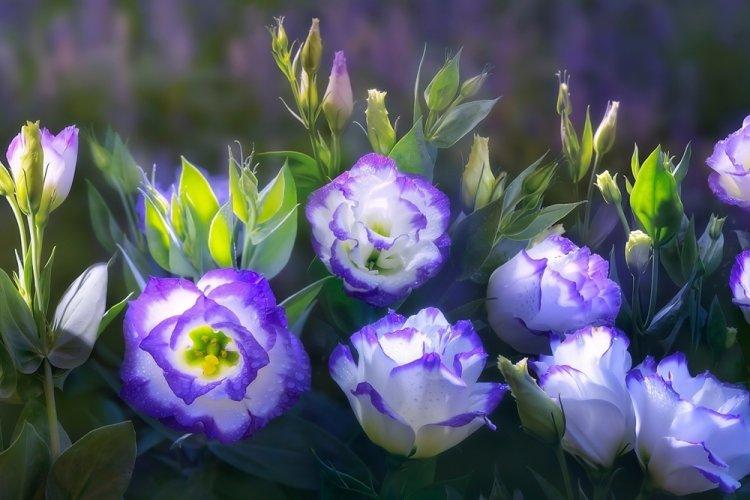 Eustoma - photo