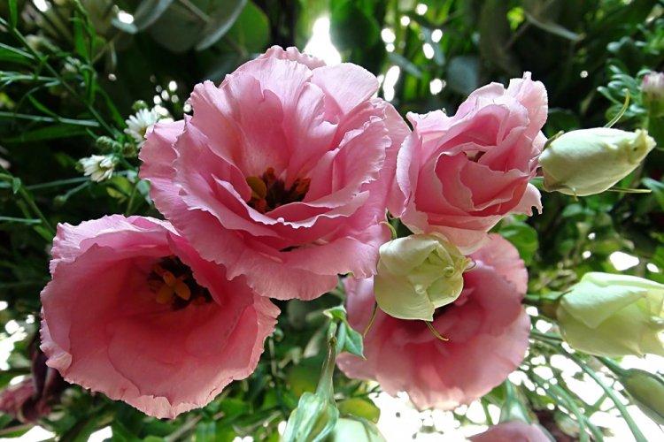 Eustoma - photo