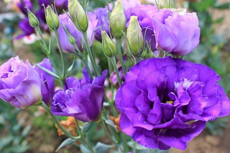 Eustoma - photo