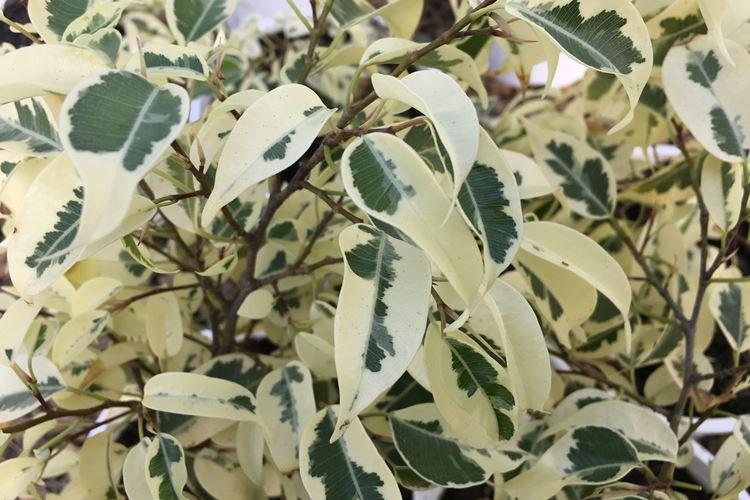 Ficus Benjamin Starlight