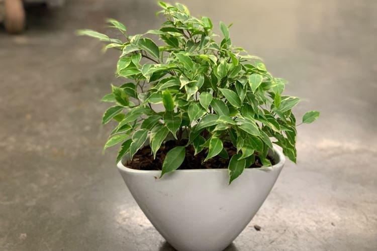 Ficus Benjamin Kinky