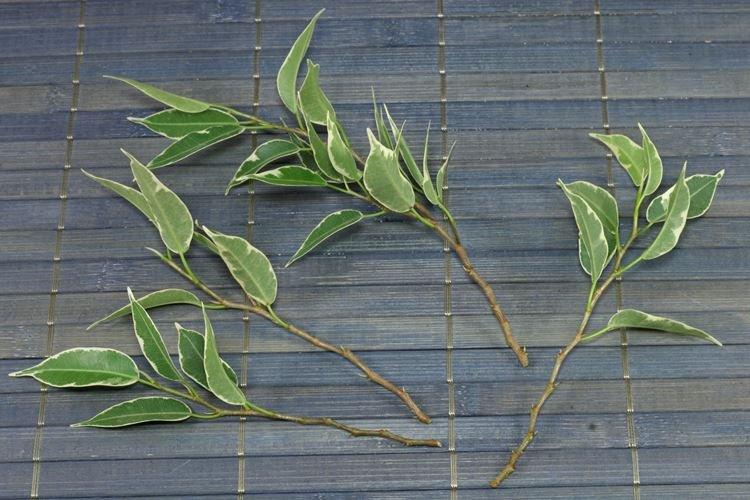 Transplantation et reproduction - Benjamin ficus care