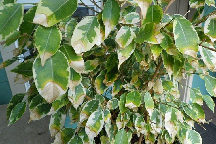 Lutte contre les parasites et les maladies - Ficus Benjamina