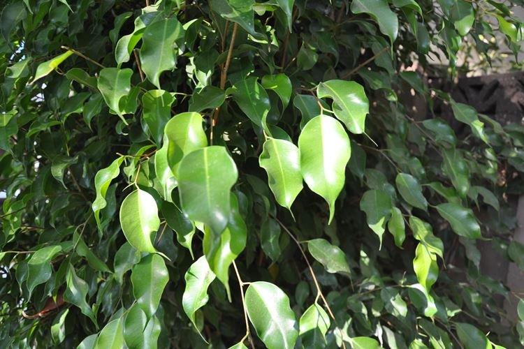 Ficus Benjamin - photo