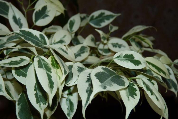 Ficus Benjamin - photo