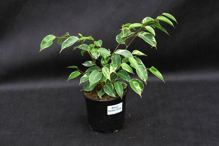 Ficus Benjamin - photo