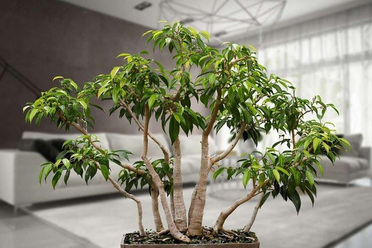 Ficus Benjamin - photo