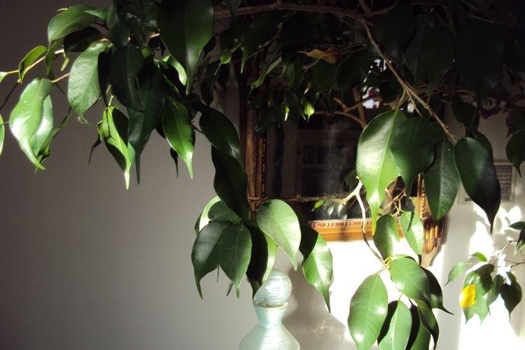 Ficus Benjamin - photo