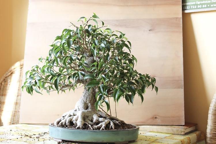 Ficus Benjamin - photo