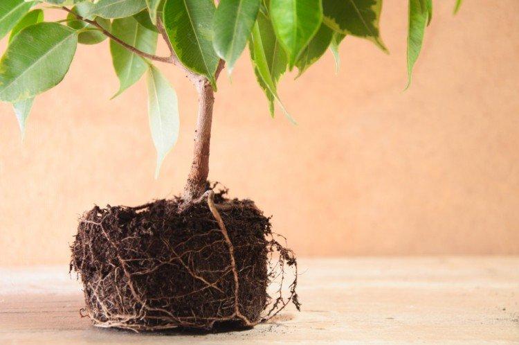 Transplantation - Ficus Benjamina soins à domicile