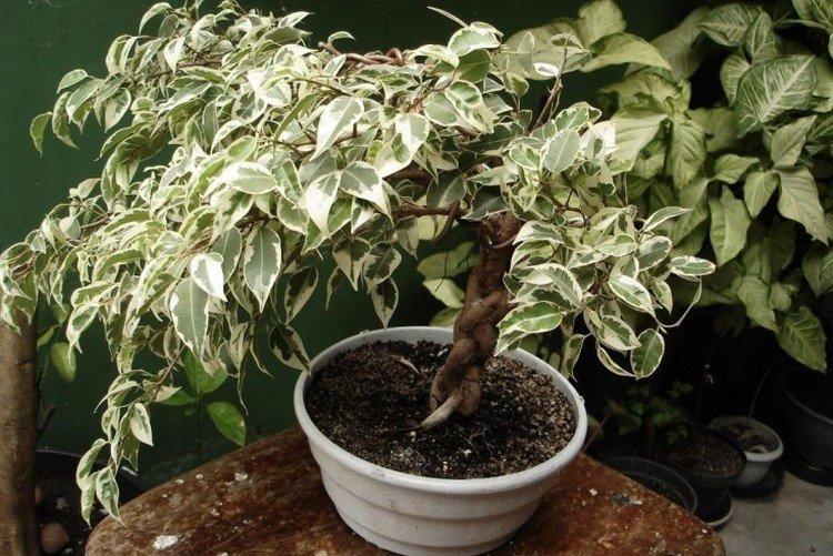 Engrais et alimentation - Ficus Benjamina soins à domicile