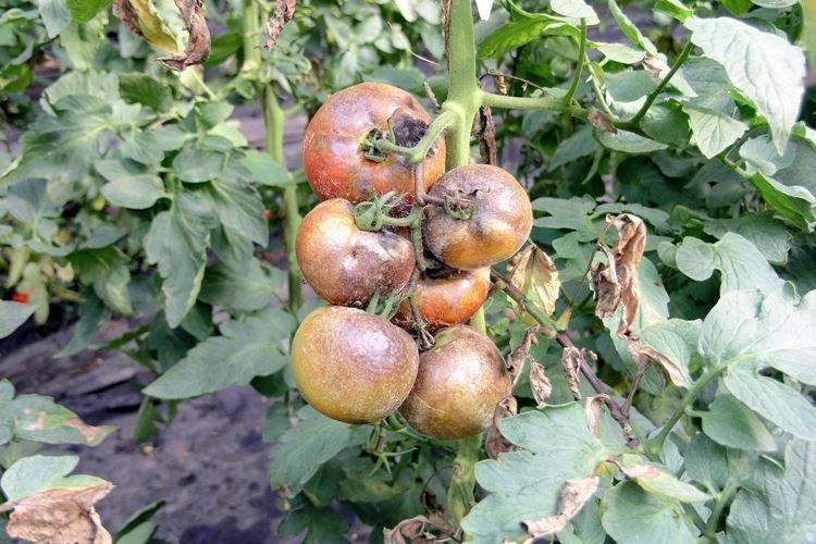Raisons de l'apparition du mildiou sur les tomates