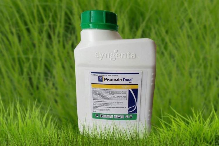 Ridomil Gold - Comment traiter les tomates du mildiou