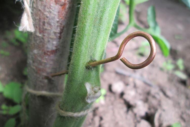 Fil de cuivre - Remèdes populaires contre le mildiou sur les tomates