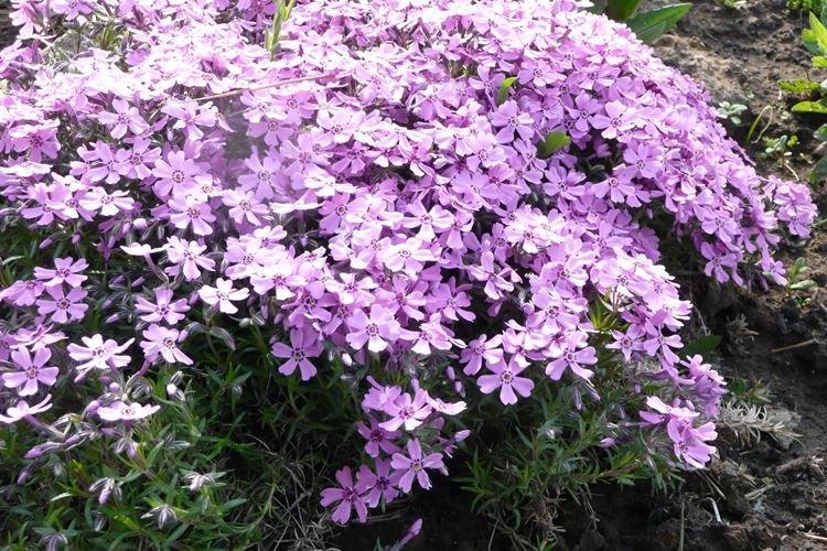 Phlox rabougri