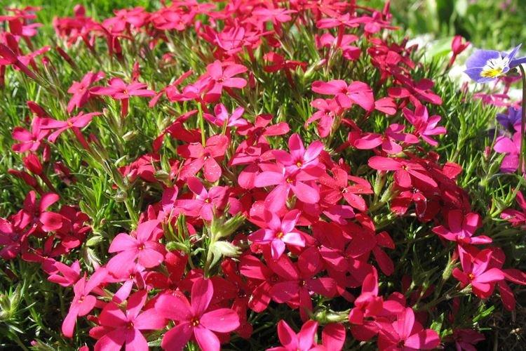 Subuler le phlox