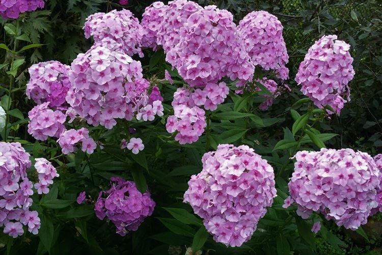 Phlox - photo