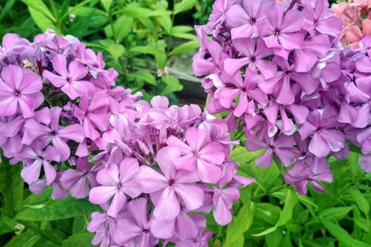 Phlox - photo