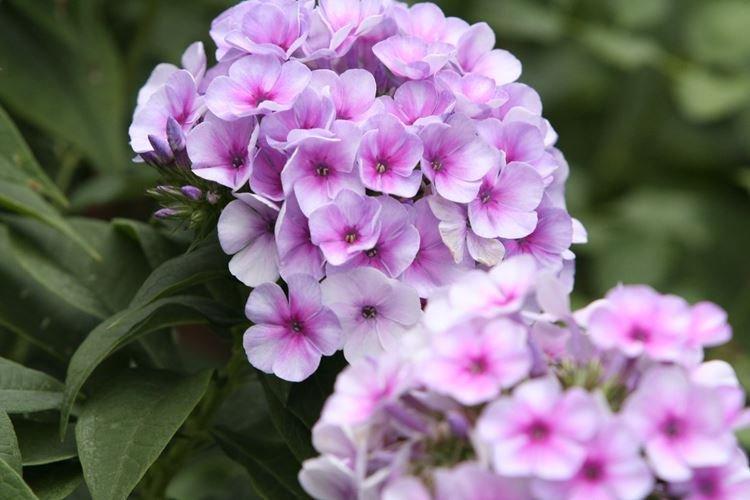 Phlox - photo