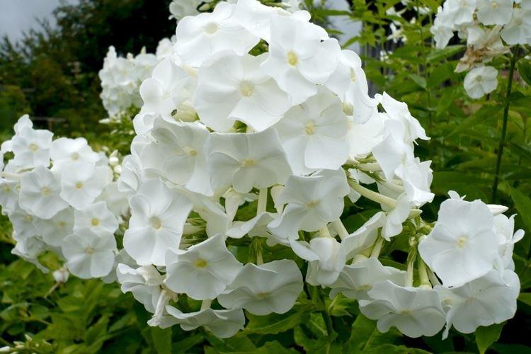Phlox - photo