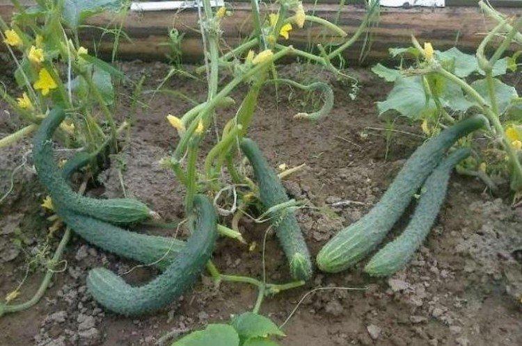 Résistant aux maladies chinoises