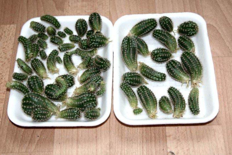 Reproduction d'un cactus par des enfants