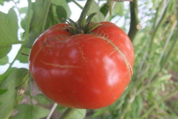 Académicien Sakharov