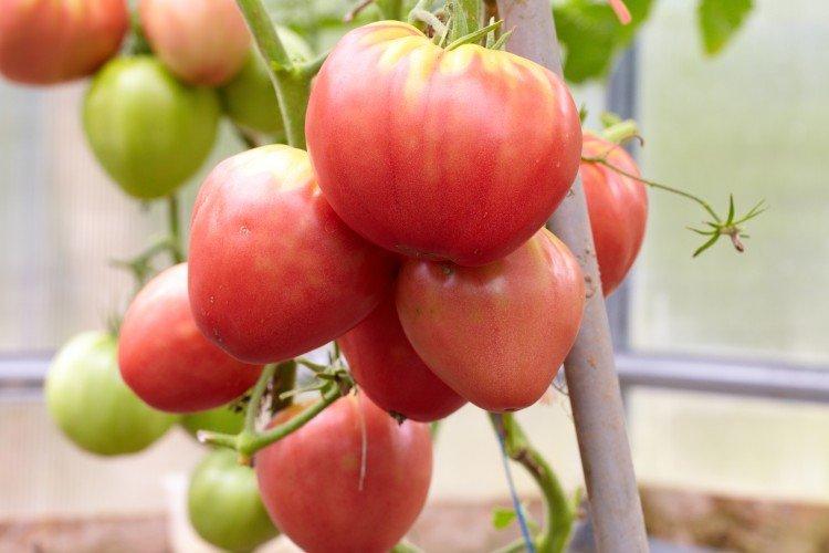 Coeur de taureau rose