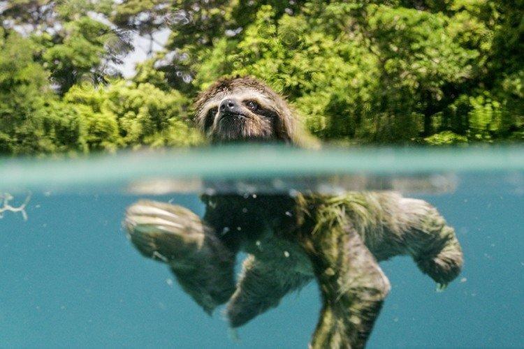 Terre : Un jour formidable (2017)