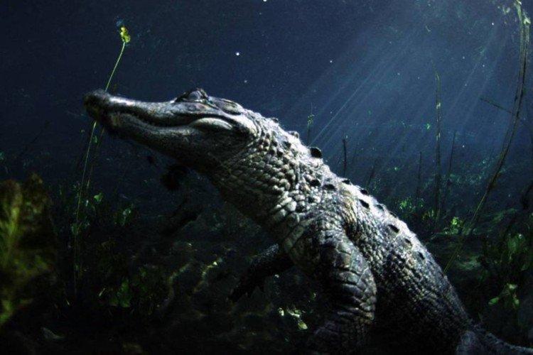 Bataille des dragons des marais (2017)