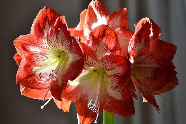 Amaryllis