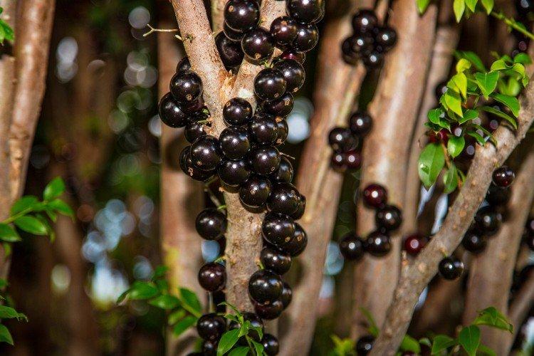 Jaboticaba