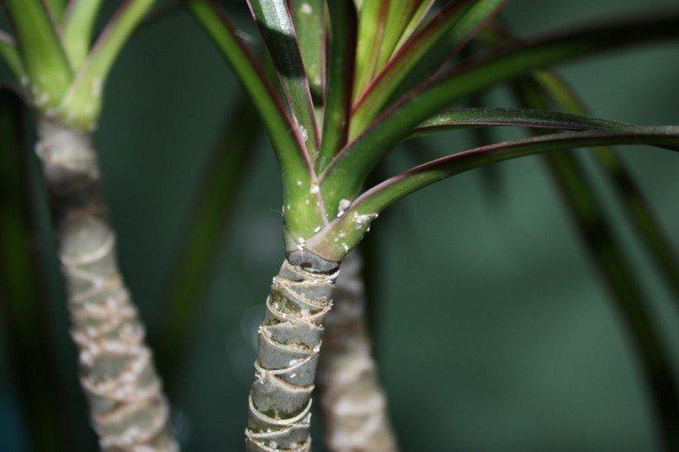 Cochenille sur Dracaena