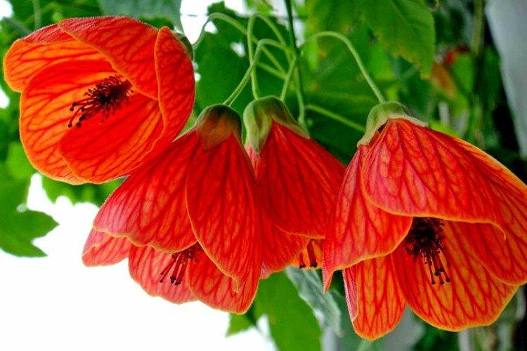 Abutilon
