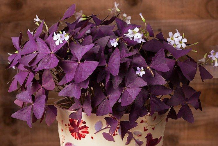 Oxalis