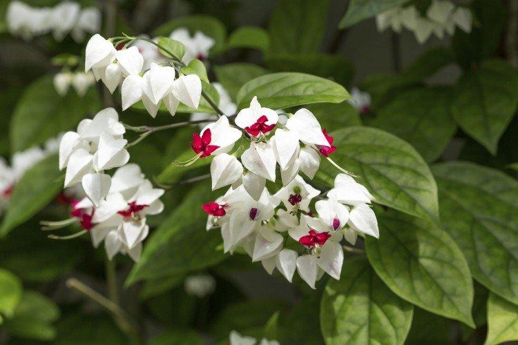 Clerodendrum