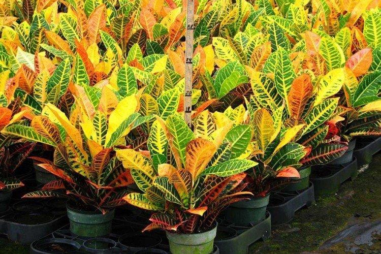 Croton