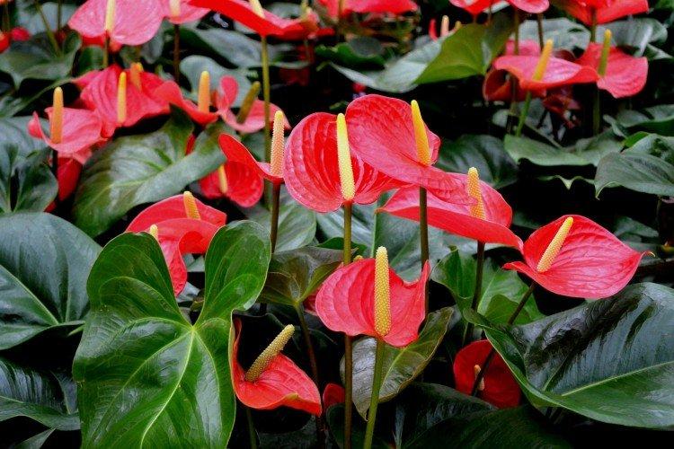 Anthurium