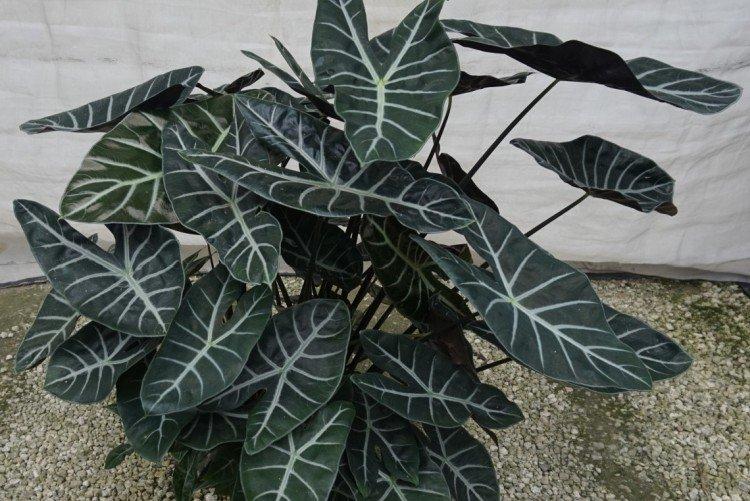 Alocasia