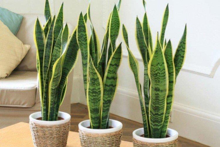 Sansevieria