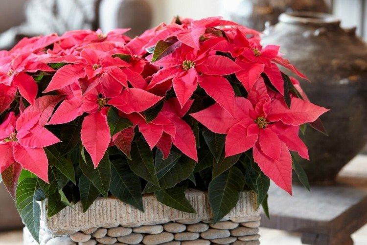 Poinsettias