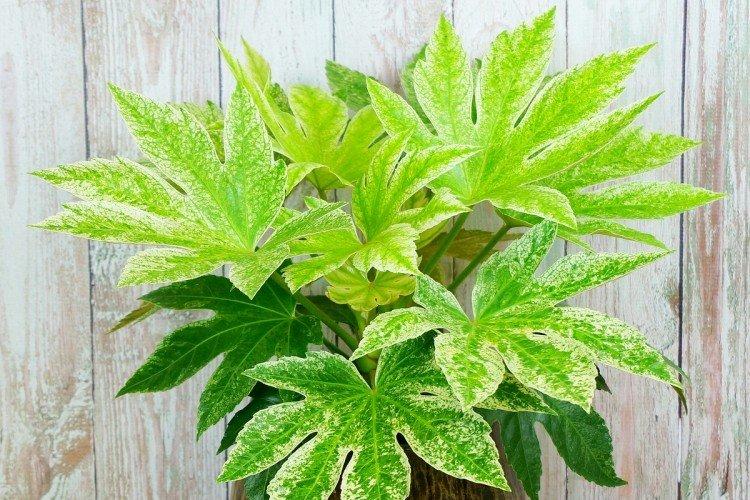 Fatsia