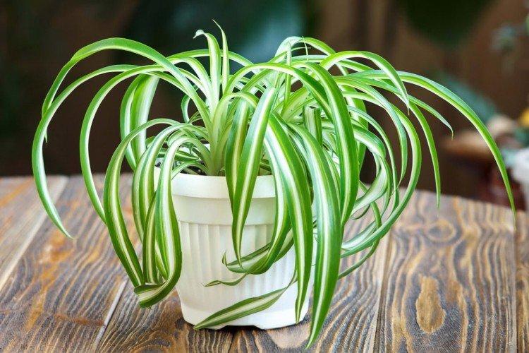 Chlorophytum
