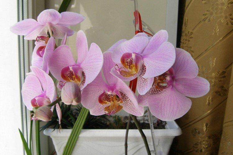 Phalaenopsis