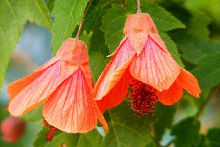 Abutilon