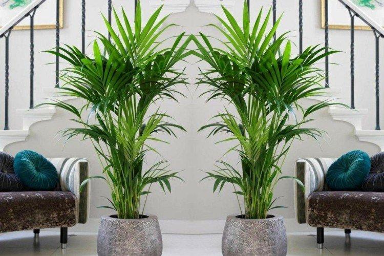 Palmiers d'intérieur : photos et noms (catalogue)