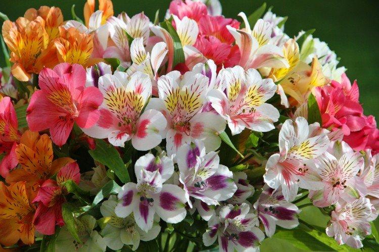 Alstroemeria