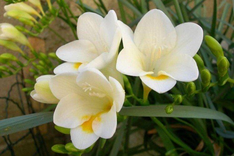 Freesia
