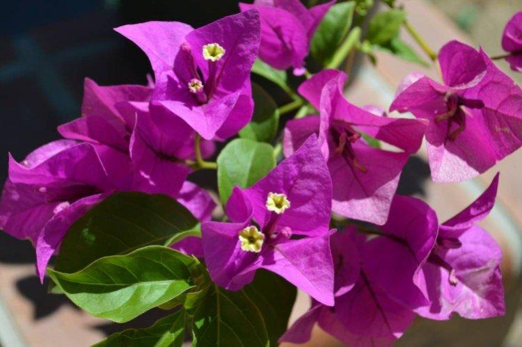 Bougainvillier