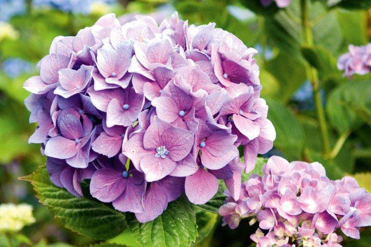 Hortensia